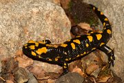 DPPhotography - Corsica - Corsican fire salamander - D
