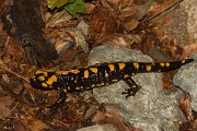 DPPhotography - Corsica - Corsican fire salamander - E