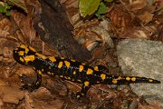 DPPhotography - Corsica - Corsican fire salamander - F