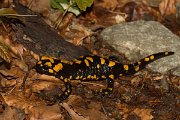DPPhotography - Corsica - Corsican fire salamander - G
