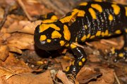 DPPhotography - Corsica - Corsican fire salamander - H