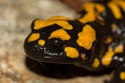 DPPhotography - Corsica - Corsican fire salamander - I
