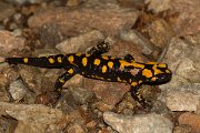 DPPhotography - Corsica - Corsican fire salamander - K