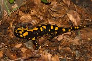 DPPhotography - Corsica - Corsican fire salamander - M