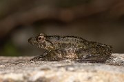 DPPhotography - Corsica - Corsican painted frog - B