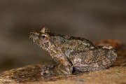 DPPhotography - Corsica - Corsican painted frog - C