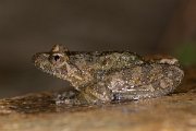 DPPhotography - Corsica - Corsican painted frog - E
