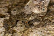 DPPhotography - Corsica - Corsican painted frog - F