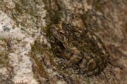DPPhotography - Corsica - Corsican painted frog - G