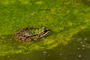 DPPhotography - Corsica - Pool frog - A