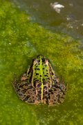 DPPhotography - Corsica - Pool frog - C
