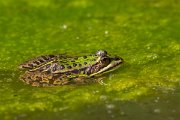 DPPhotography - Corsica - Pool frog - D