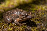 DPPhotography - Corsica - Tyrrhenian painted frog - A