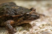 DPPhotography - Corsica - Tyrrhenian painted frog - C