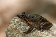DPPhotography - Corsica - Tyrrhenian painted frog - D