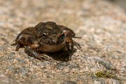 DPPhotography - Corsica - Tyrrhenian painted frog - E