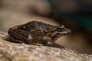 DPPhotography - Corsica - Tyrrhenian painted frog - F