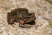 DPPhotography - Corsica - Tyrrhenian painted frog - G