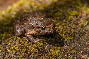 DPPhotography - Corsica - Tyrrhenian painted frog - H