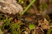 DPPhotography - Corsica - Tyrrhenian painted frog - I