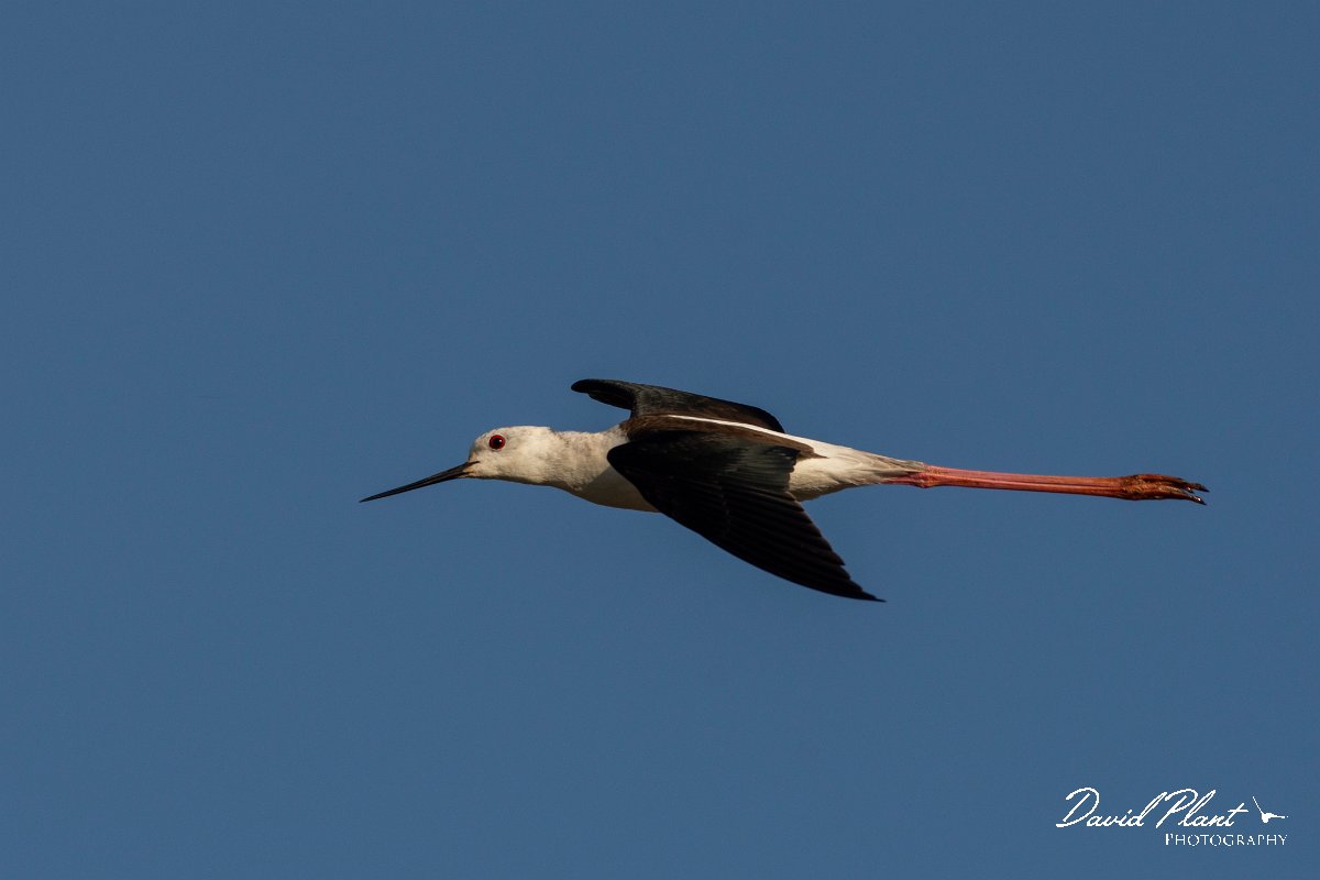 DPPhotography - Corsica - Black-winged stilt - B.jpg - Black-winged stilt - Route de l'Etang, Lake Biguglia, Corsica