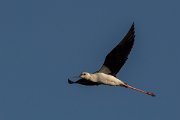 DPPhotography - Corsica - Black-winged stilt - A