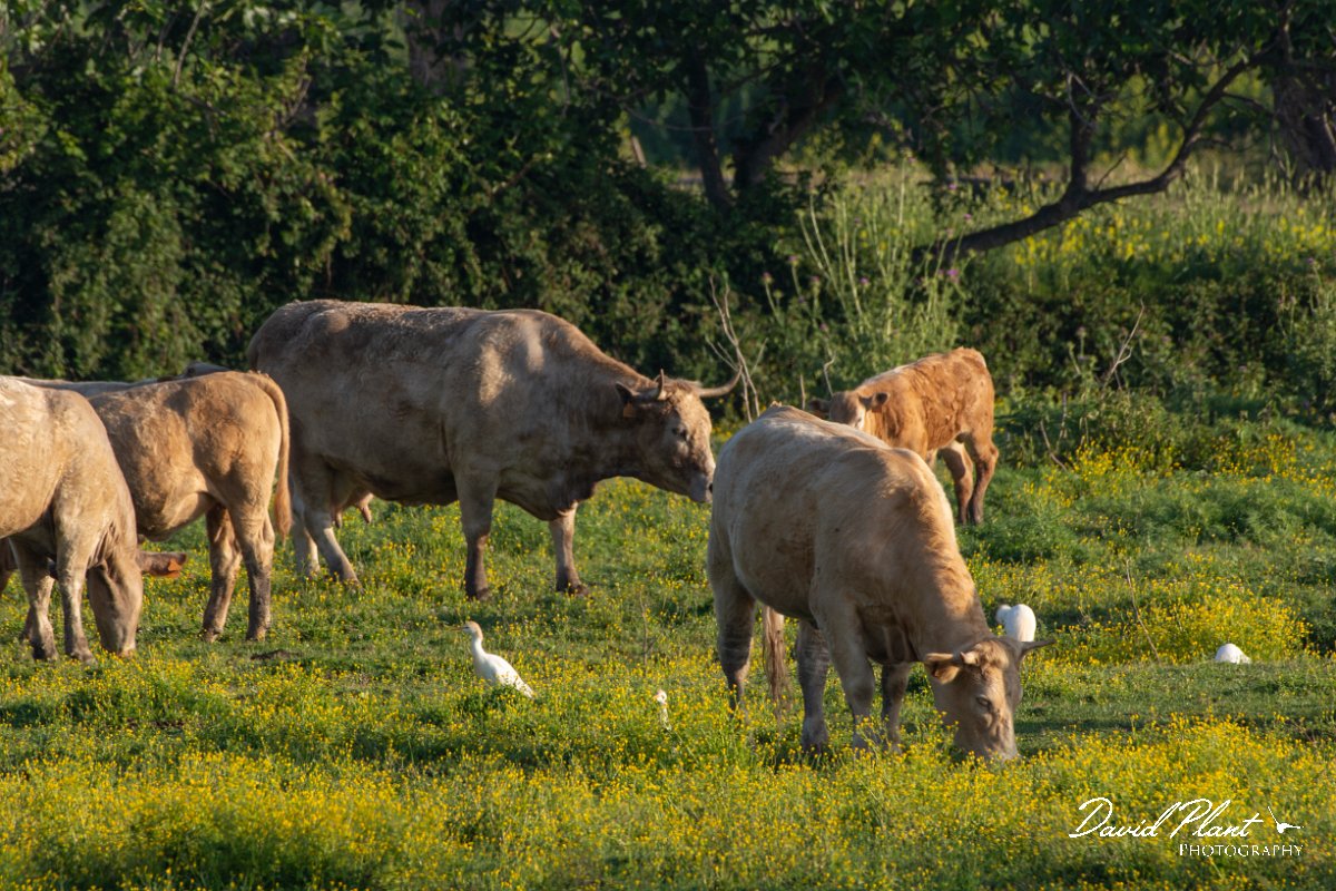 DPPhotography - Corsica - Cattle egret - B.jpg - Cattle egret - Route de l'Etang, Lake Biguglia, Corsica