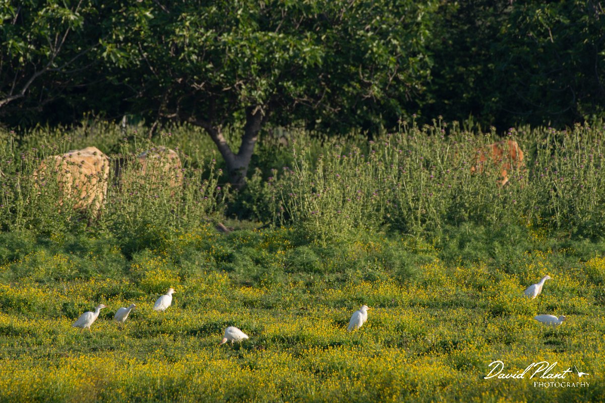 DPPhotography - Corsica - Cattle egret - C.jpg - Cattle egret - Route de l'Etang, Lake Biguglia, Corsica