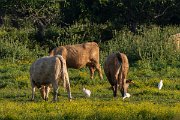 DPPhotography - Corsica - Cattle egret - A
