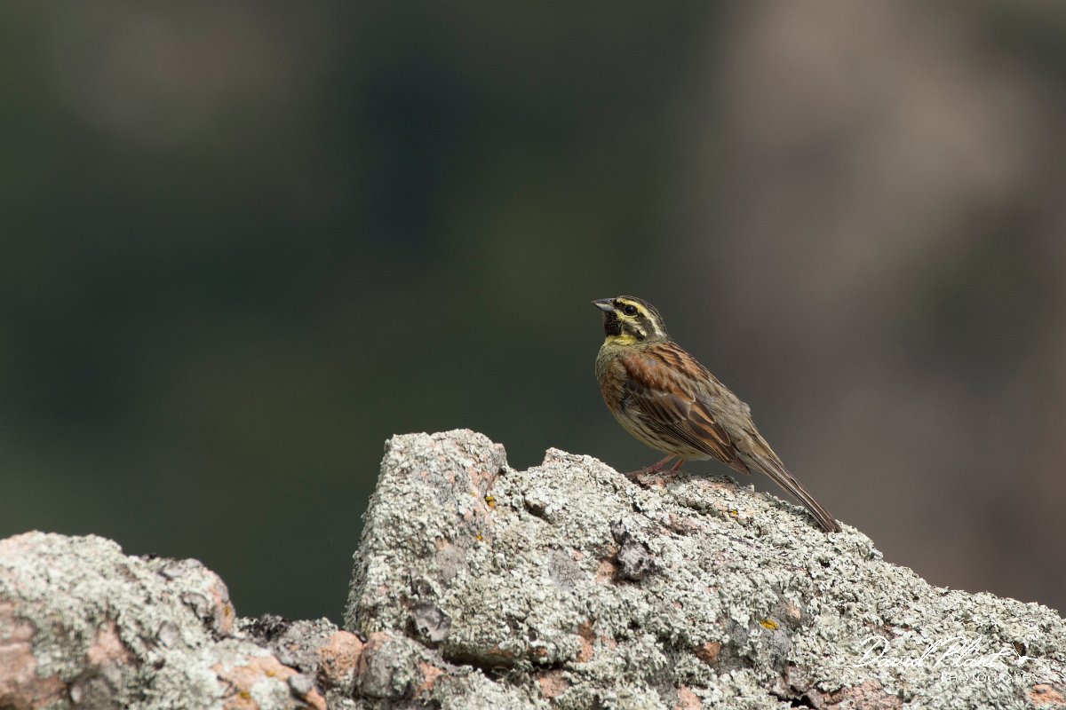 DPPhotography - Corsica - Cirl bunting - C.jpg - Cirl bunting - Tunnel d'Usciolo-Ruisseau de Petrosu, Corsica
