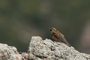 DPPhotography - Corsica - Cirl bunting - A
