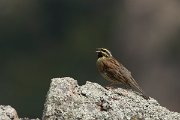 DPPhotography - Corsica - Cirl bunting - B