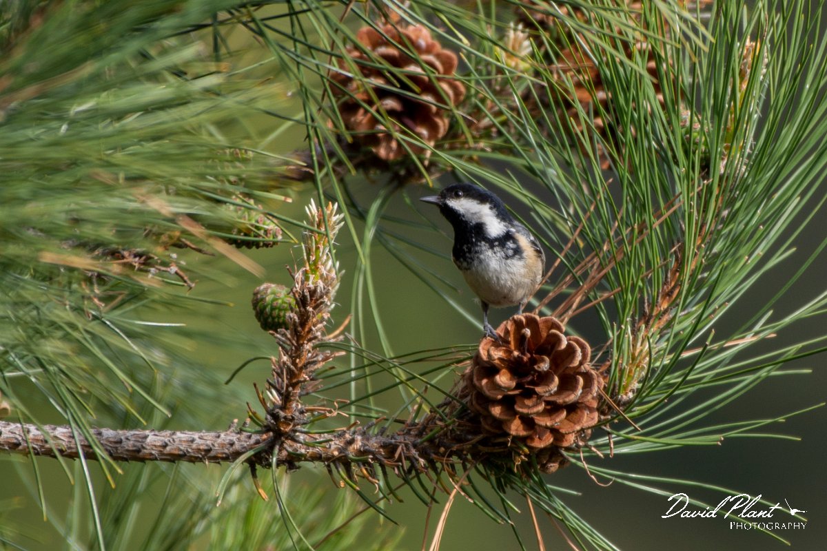 DPPhotography - Corsica - Coal tit - B.jpg - Coal tit - Verghello Valley, Corsica