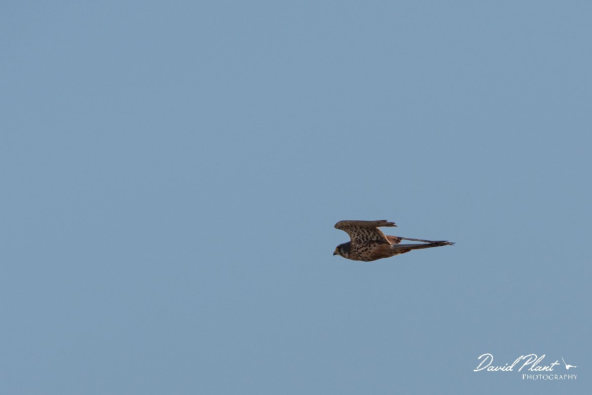 DPPhotography - Corsica - Common kestrel - A.jpg - Common kestrel - Route de l'Etang, Lake Biguglia, Corsica