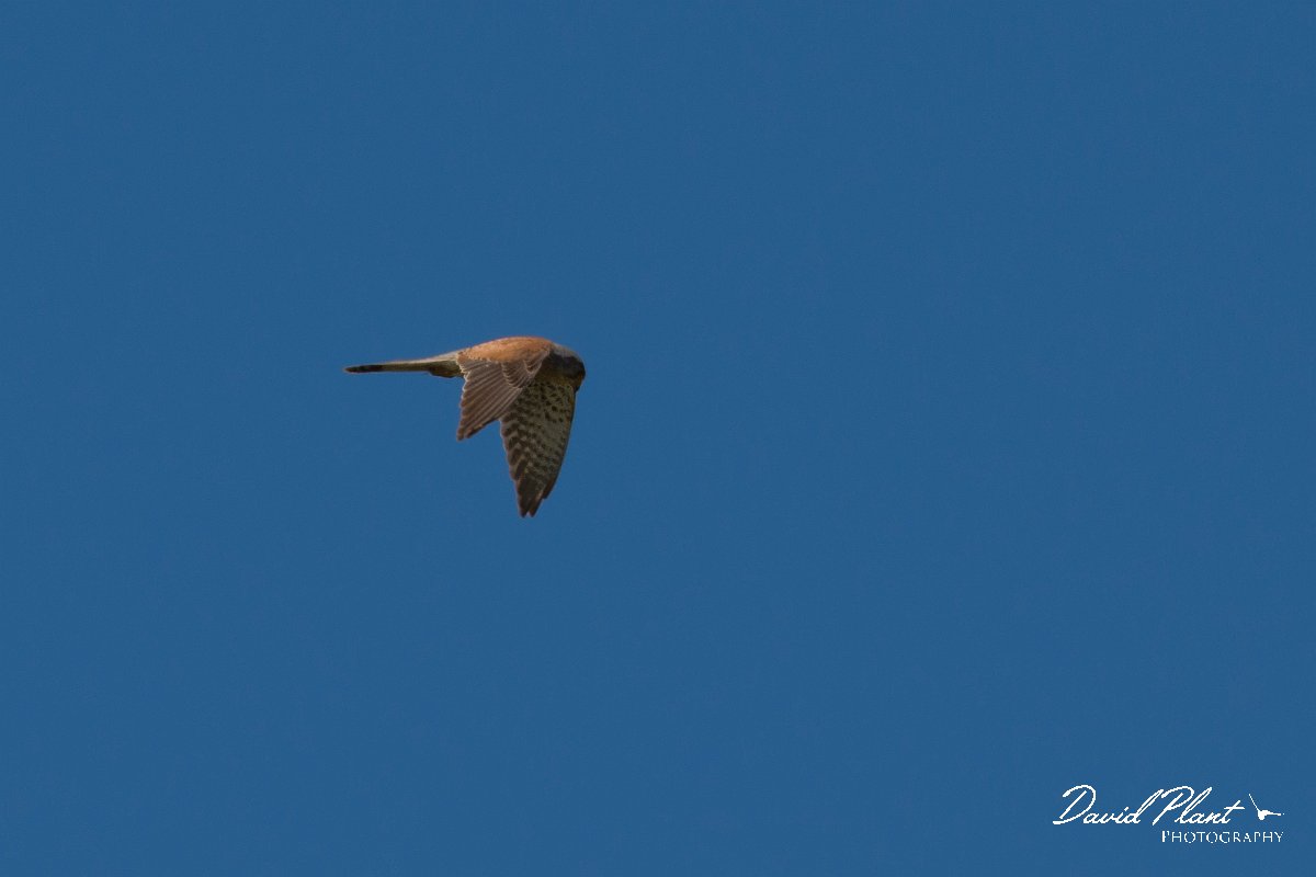 DPPhotography - Corsica - Common kestrel - B.jpg - Common kestrel - Route de l'Etang, Lake Biguglia, Corsica