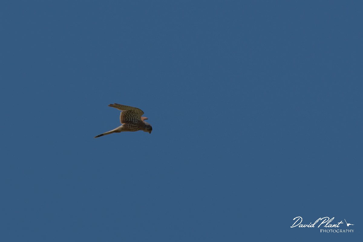 DPPhotography - Corsica - Common kestrel - C.jpg - Common kestrel - Route de l'Etang, Lake Biguglia, Corsica