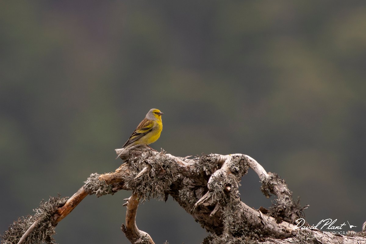 DPPhotography - Corsica - Corsican finch - C.jpg - Corsican finch - Col de Verghio, Corsica
