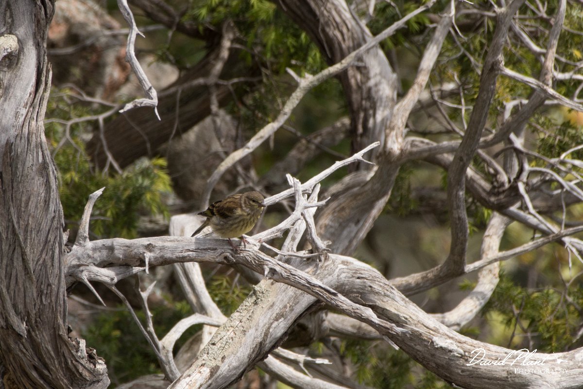 DPPhotography - Corsica - Corsican finch - G.jpg - Corsican finch - Tunnel d'Usciolo-Ruisseau de Petrosu, Corsica