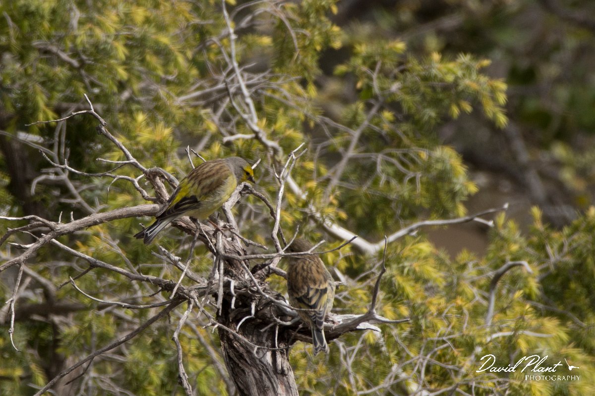 DPPhotography - Corsica - Corsican finch - H.jpg - Corsican finch - Tunnel d'Usciolo-Ruisseau de Petrosu, Corsica