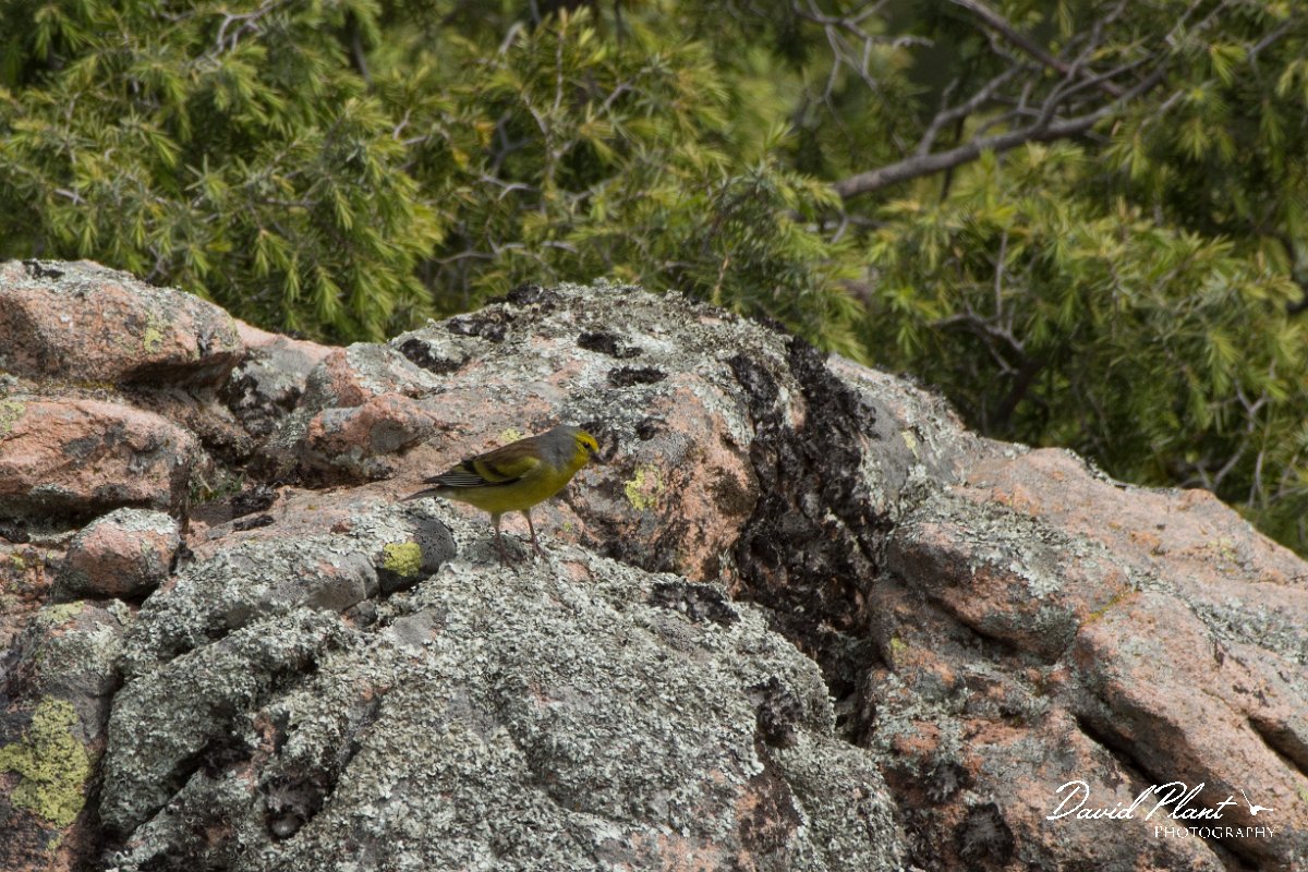 DPPhotography - Corsica - Corsican finch - J.jpg - Corsican finch - Tunnel d'Usciolo-Ruisseau de Petrosu, Corsica