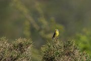 DPPhotography - Corsica - Corsican finch - A