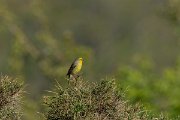 DPPhotography - Corsica - Corsican finch - B