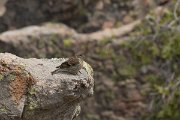 DPPhotography - Corsica - Corsican finch - L