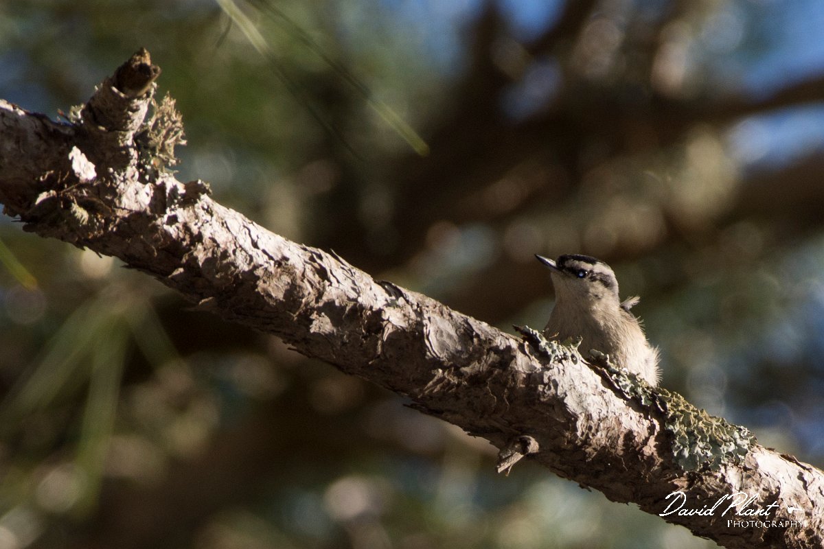DPPhotography - Corsica - Corsican nuthatch - B.jpg - Corsican nuthatch - Col d'Erbajo, Corsica