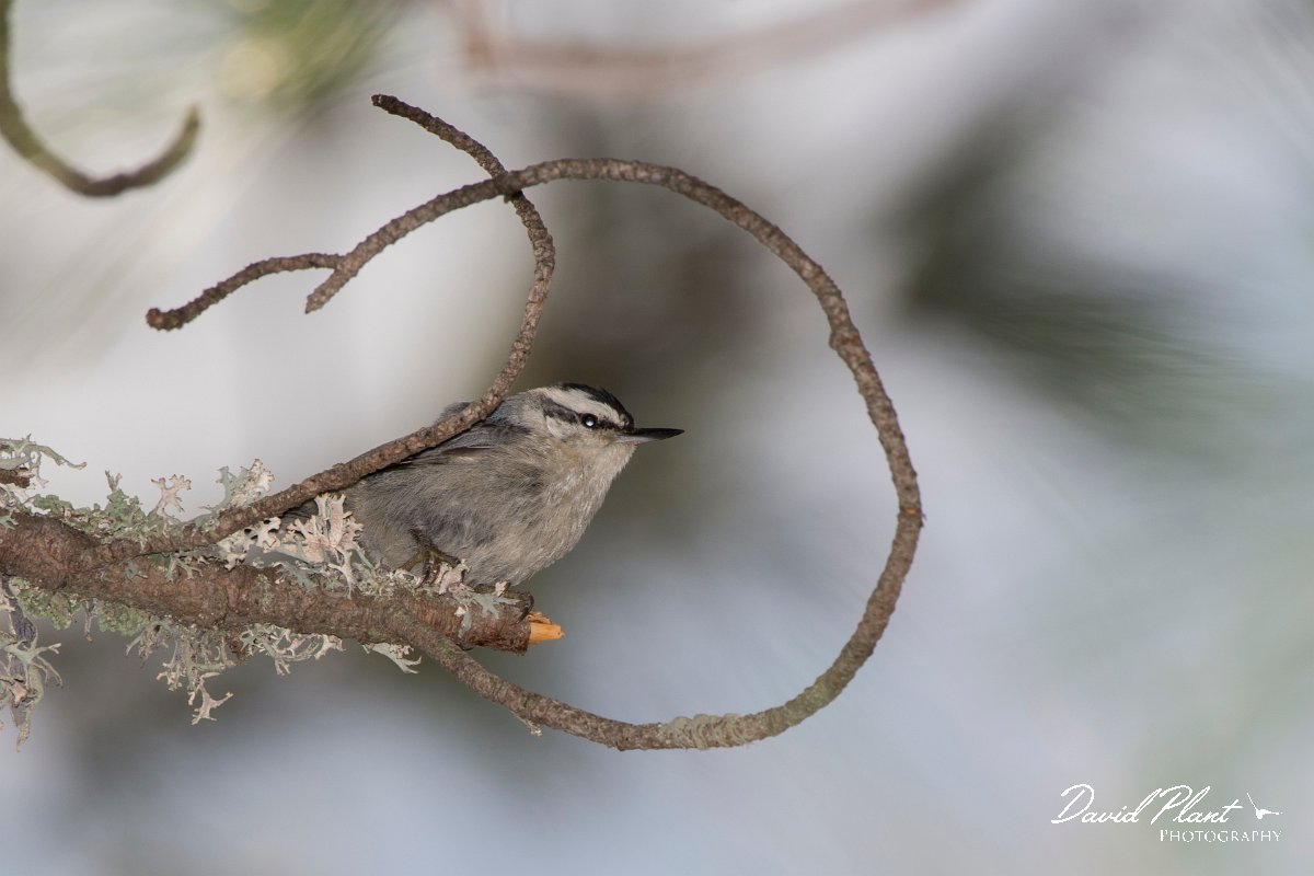 DPPhotography - Corsica - Corsican nuthatch - D.jpg - Corsican nuthatch - Col d'Erbajo, Corsica