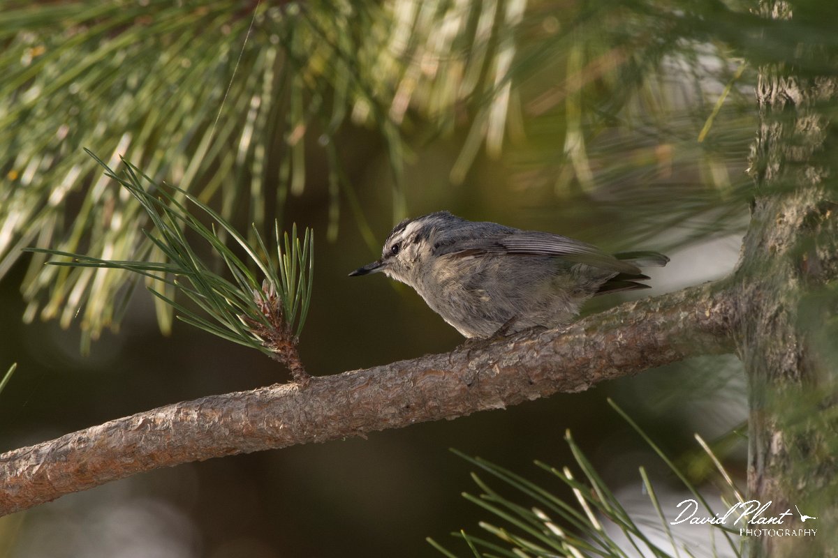 DPPhotography - Corsica - Corsican nuthatch - E.jpg - Corsican nuthatch - Col d'Erbajo, Corsica