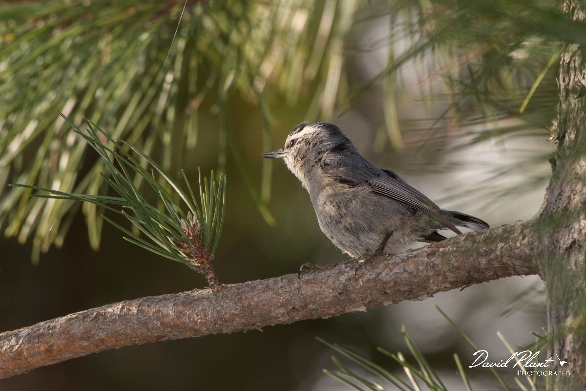 DPPhotography - Corsica - Corsican nuthatch - F.jpg - Corsican nuthatch - Col d'Erbajo, Corsica