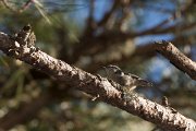 DPPhotography - Corsica - Corsican nuthatch - A