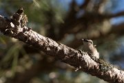DPPhotography - Corsica - Corsican nuthatch - B