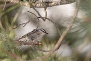 DPPhotography - Corsica - Corsican nuthatch - C